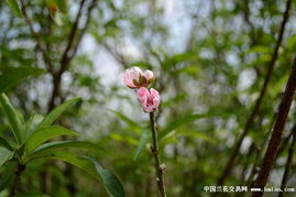 八月桃花开 