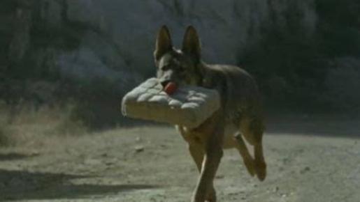 1993年,退役军犬捆真炸药拍戏,被炸得粉碎,导演却喝彩 太好了
