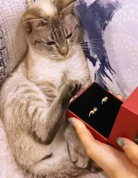 女子拿着结婚戒指开心和猫咪分享,没想到猫咪却吃醋推开