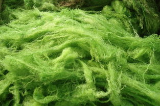 绿藻怎么培养,扁藻培养工艺和注意事项？