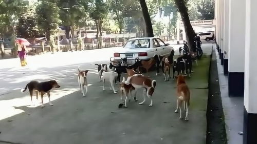 大街上都是流浪狗聚集在一起,它们是不是想搞事情 