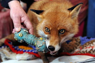 野生狐狸被救助后自认宠物 与狗同居 图 
