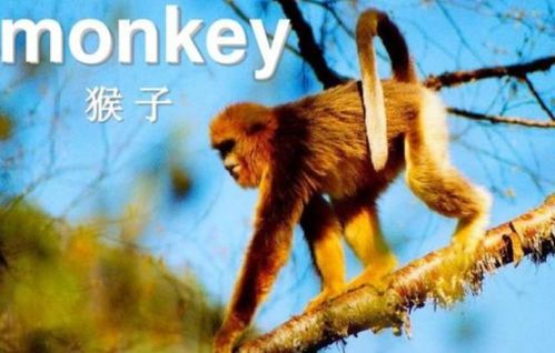 猴子的英文怎么写 