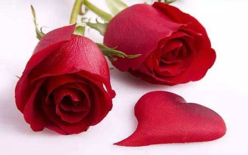 不同颜色之间的玫瑰,寓意和花语你都知道吗