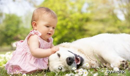 养宠经验分享 狗大量掉毛对婴儿的危害,怎么能不让狗狗掉毛