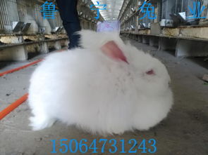 珍珠系长毛兔种兔养殖场价格 珍珠系长毛兔种兔养殖场厂家批发 钱眼网 