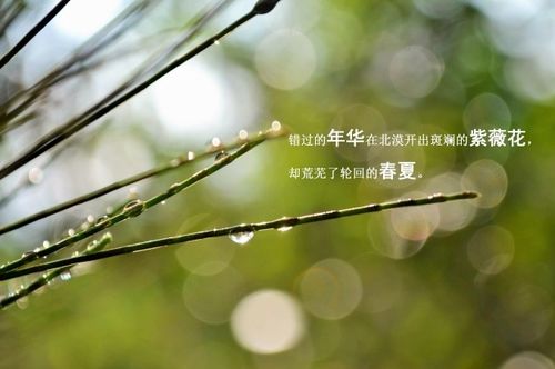 漫天飞花雨，樱若雪凋零