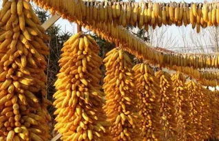 玉米拍卖10月18号停拍 11月份售粮高峰玉米价格会以平稳为主