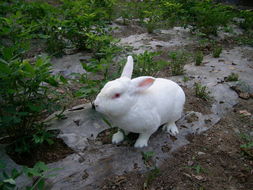 供应大量杂交野兔种兔提供野兔养殖技术 