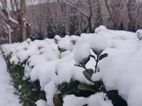 雪下的那么深,下得那么认真