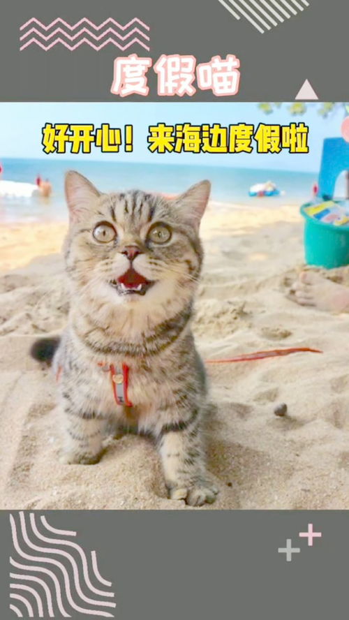一只来海边度假的猫,表情变化好可爱猫海边度假 
