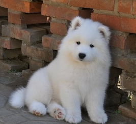 熊版双血统萨摩耶幼犬出售顶级品相高品质萨摩耶幼犬