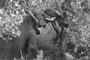 象,非洲,大,野生动物,野生动物园,树干,对牙,厚皮,哺乳动物,动物,濒危,象牙 