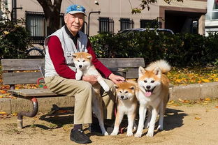 宠物终生饲养制,让日本成为 文明养狗 的标杆