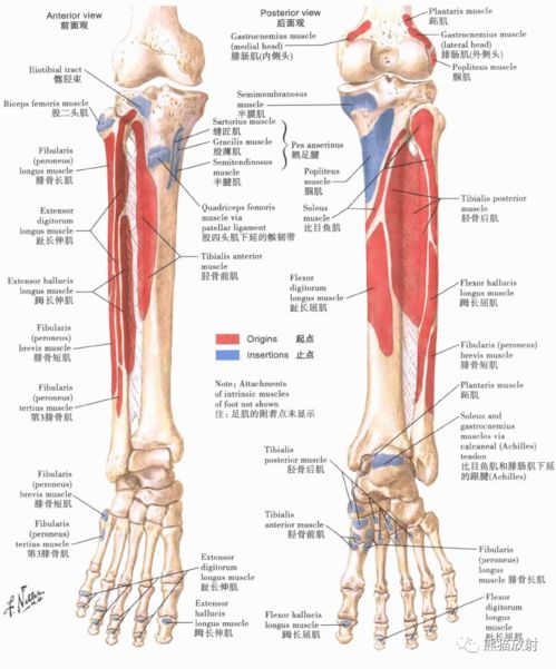 解剖小腿肌 信息图文欣赏 信息村 K0w0m Com