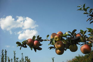 树睿的苹果产品怎么样,树睿苹果产品：品质与创新的完美融合