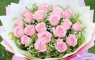 粉玫瑰花语11,粉玫瑰花语18朵寓意