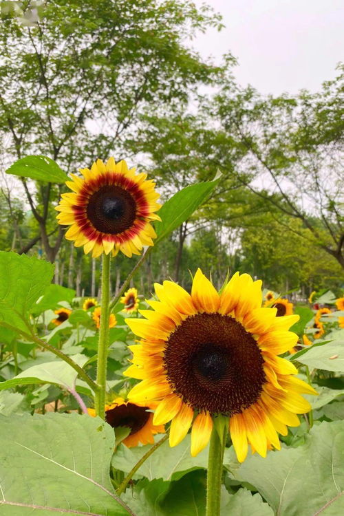 朝阳向日葵花励志—向日葵为什么总向着太阳？