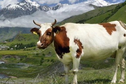 属牛人的后半生,尤其是73年的 牛牛牛 ,不是一般准