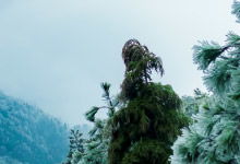 黄山风景区天气预报—— 探索云雾之巅的美丽与神秘