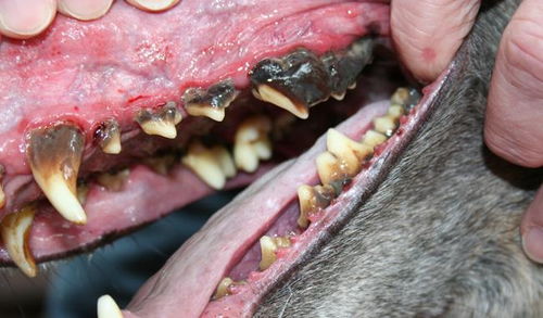 啃磨牙棒 给狗刷牙 狗狗可能得牙周病 刷牙才是硬道理