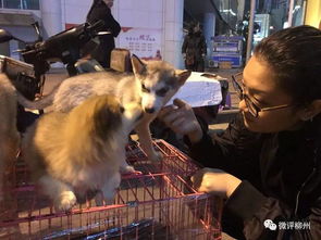 这个柳州人都逛过的狗市,有人卖猫月入万元 