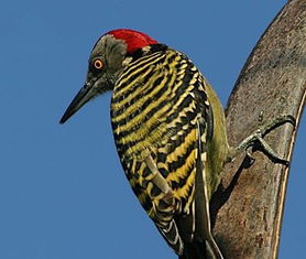 科学家揭秘啄木鸟为什么不会患 脑震荡 