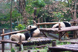 成都熊猫基地旅游攻略路线