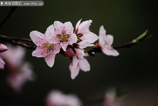 春天什么树开花180种