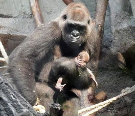 母猩猩一脸愁苦抱着幼崽不停走动,仔细看小猩猩不禁让人揪心