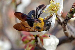 落叶松腹蜂,这种蜂子学名叫什么？