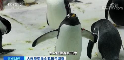 靠52只企鹅收入2200万元 卖企鹅真能自救 这家上市公司遭监管问询 记者实地探访