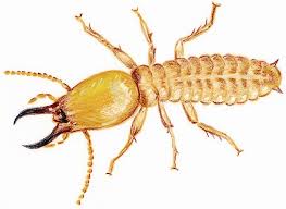 termite,白蚁:对房子的潜在威胁。