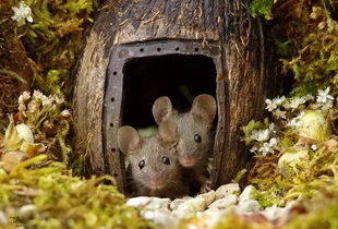 谷宝小故事 主人为花园中的小老鼠,建了一套童话般的别墅