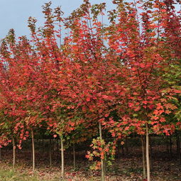 8公分美国红枫树基地：为美丽景观注入活力
