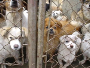 北京市昌平区七里渠宠物收养所是狗狗们的地狱 转 