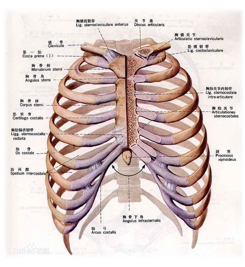 人12根肋骨解剖图 搜狗图片搜索