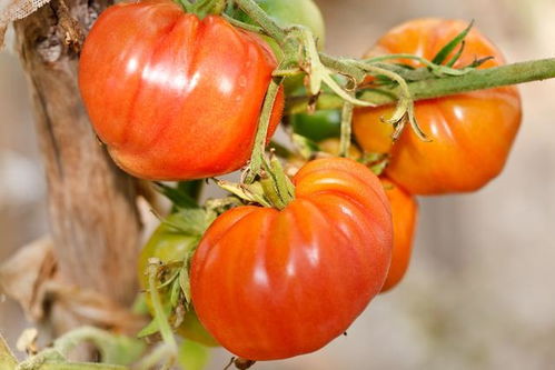 西红柿什么时候浇水最好温室大棚,