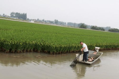 都说稻中虾难养,我 稻中虾 都养二茬了 ,6月初投苗,45天成 两虾 ,他是怎么做到的