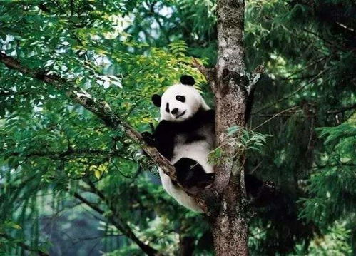 快吃快拉 的大熊猫为什么成为稀世珍宝