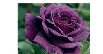 玫瑰花的含义及花语,玫瑰花是浪漫的象征，它拥有着丰富的含义和花语，代表着爱情、美丽、优雅、尊重和友谊等不同的情感