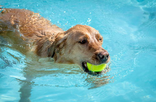 炎热的夏天你家狗狗怕水吗