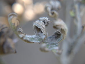 春蚕到死丝方尽，蜡炬成灰泪始干——记一位普通老师的感人故事，有老师的故事200字