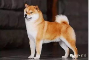 柴犬币shib最新消息,shib最新消息 柴犬币shib最新消息,shib最新消息 词条