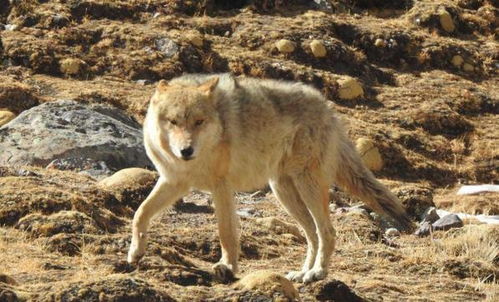 在野外遇到孤狼,能像对付恶犬那样对付它吗 为什么