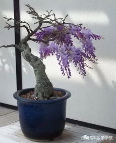 紫荆盆景的养护方法和管理,紫砂花
