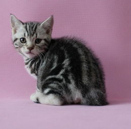 图 正规猫舍 纯种名猫 血统纯正 健康保证纯种英短蓝猫 广州宠物猫 