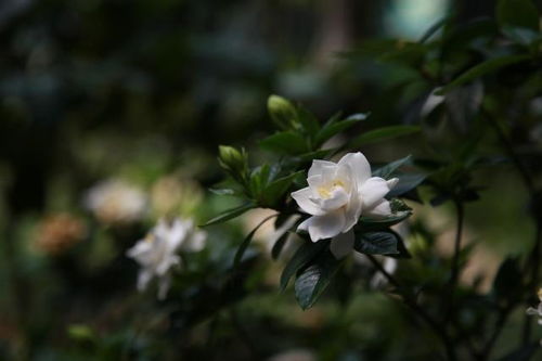 栀子花黄叶枯叶怎么办,栀子花叶子