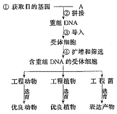 8.动物细胞工程技术的基础是