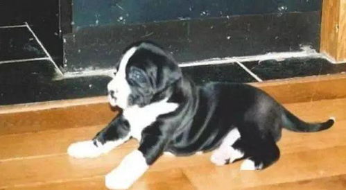 女子骗丈夫养了一只 小狗 ,几个月后,小狗竟然长到160斤